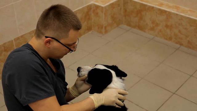 Глава 1. Полный ортопедический осмотр собаки. смотреть онлайн