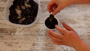 Эчеверия из листа. Размножение суккулентов