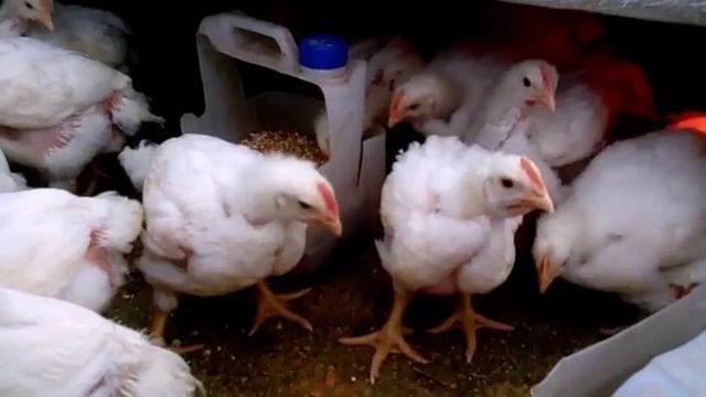 Бройлер Кобб 500 (от суточных до 70 дней) смотреть онлайн