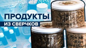 Еда будущего: на Ставрополье производят продукты питания из сверчков
