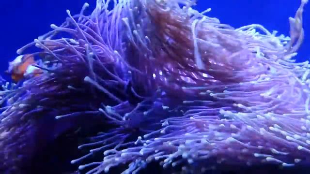 Clownfish and long tentacle anemone, nemo fish & purplefoot magnificent.. #clownfish #marinefish смотреть онлайн