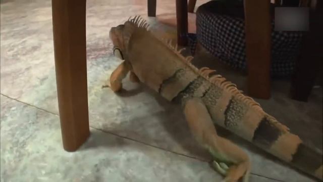 Нападения игуан и чем они опасны для людей смотреть онлайн