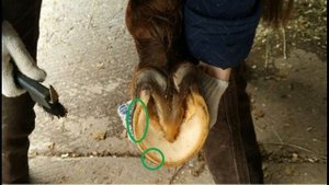 Ферментационная подстилка для лошадей / Дивные Кони