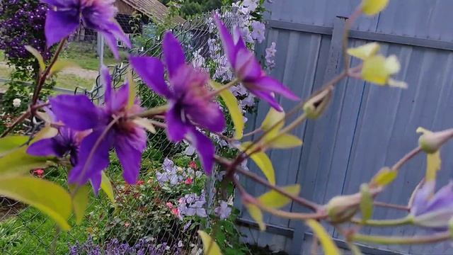 Клематис Кристалл Фонтан / Clematis Crystal Fountain смотреть онлайн