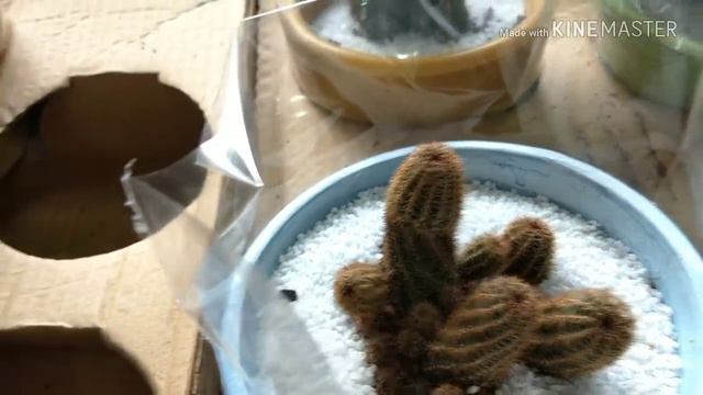 FESTIVAL DE CACTOS E SUCULENTAS - OUTLET DAS FLORES смотреть онлайн