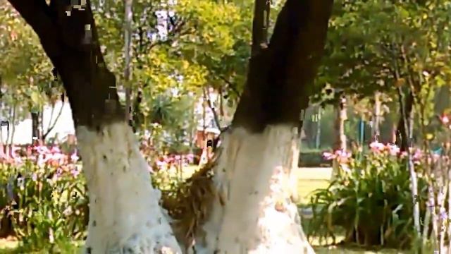 Árbol de yuca!! смотреть онлайн