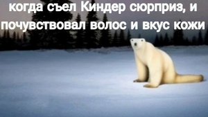 Сборник мемов о белом медведе из 2026.