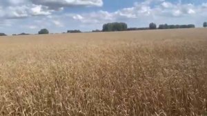 Пшеничное поле