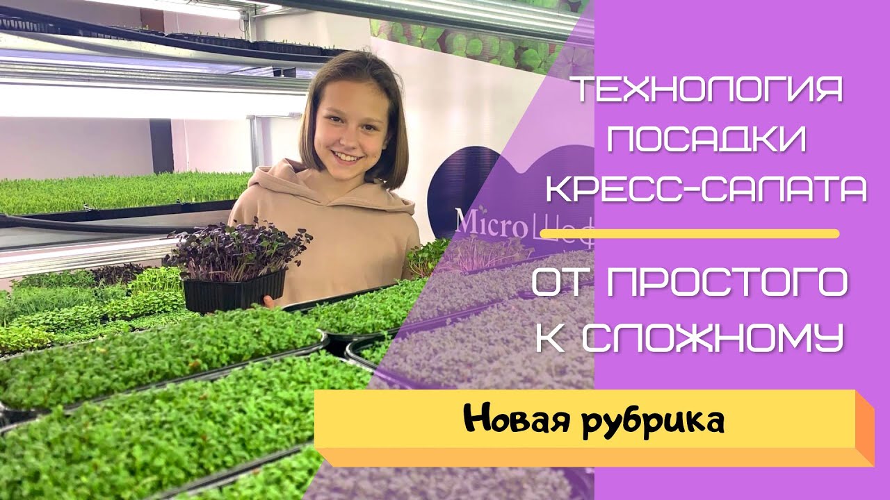 Бюджетная Технология Посадки Микрозелень, Клевер Микс