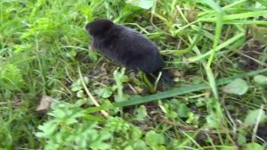 Крот бегает)