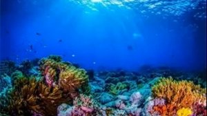 ультразвук 50000 герц