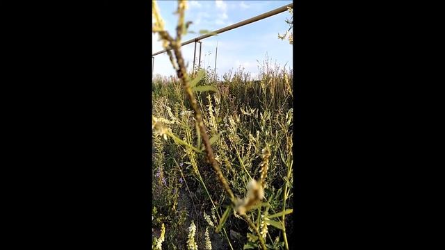 Тля - вредное насекомое. Меры борьбы с тлёй смотреть онлайн