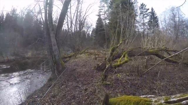 Ручьевая форель. Brown Trout Fishing. Калининград. Koenigsberg
