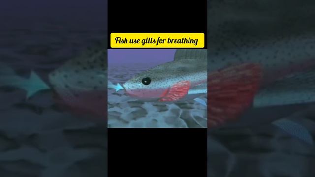 Respiratory organ of fish// gills for breathing// respiration