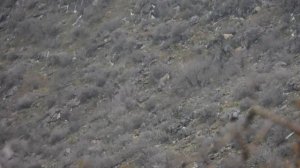 Горная охота Алексея Денисова в Узбекистане. Мархур, среднеазиатский козерог, дикий кабан.