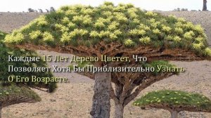 Драконово дерево.