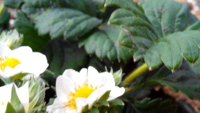 Цветущая земляника Чудо Мира??? 7 мая 2018 г. смотреть онлайн