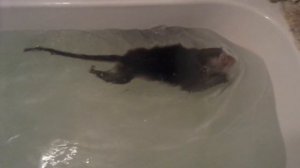 Обезьяна плавает