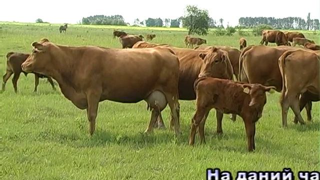 LAN VOLYN 2014 смотреть онлайн