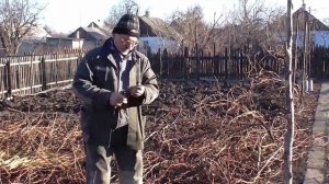 01 - Как нарезать и хранить чубуки ( черенки ) винограда