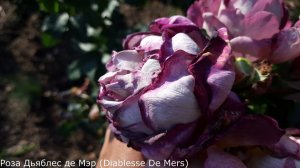 Обзор роз  Смылся фиолетовый цвет