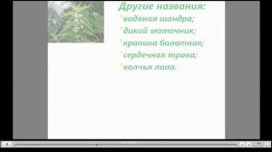 Зюзник Лечебные свойства