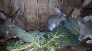 КАПУСТА ДЛЯ КРОЛИКА И ЧЕМ КОРМИТЬ КРОЛЬЧАТ.