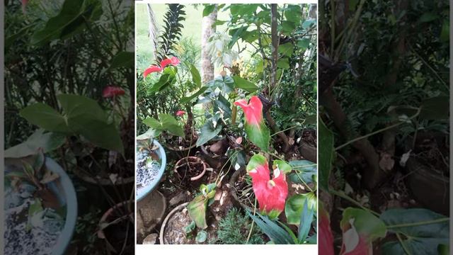 I love Anthurium!💕💕  You?