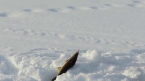 Отличная рыбалка на необычную приманку - электронного живца!