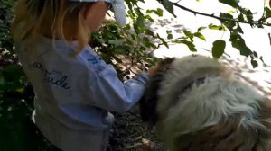 Собака ест шелковицу, дети кормят. Московская сторожевая. Children feed а dog with mulberry.