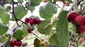 Собираем боярышник