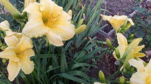 Лилейники моего сада ☘️?