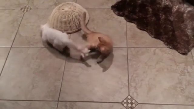 Домашние животные / Про животных / Животные и люди / Смешные собаки и кошки смотреть онлайн