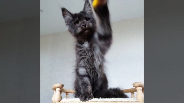 Рагнар (Divokun Ragnar) 4 месяца. Чёрный дымный котенок Мейн-кун смотреть онлайн