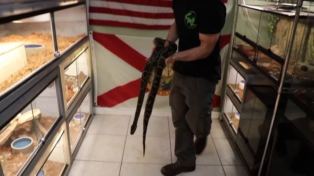 KING COBRA EATS FLORIDA PYTHON!!! смотреть онлайн