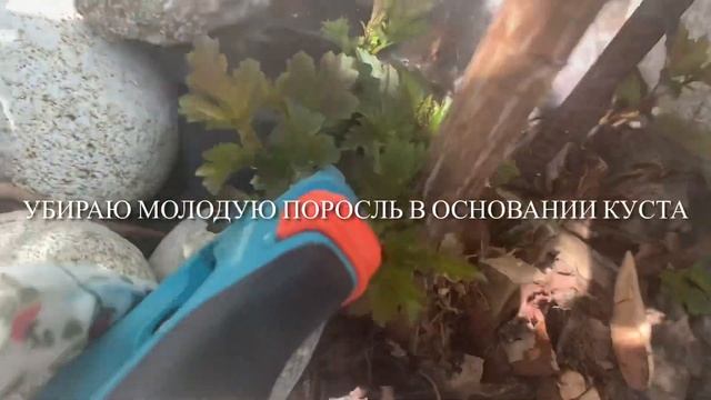 ✂️Как сделать ШТАМБ из КУСТА часть 2?Формировка деревцем своими руками? Пузыреплодник ‘Диабло’