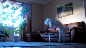 Прыгучий кот Баскервиль