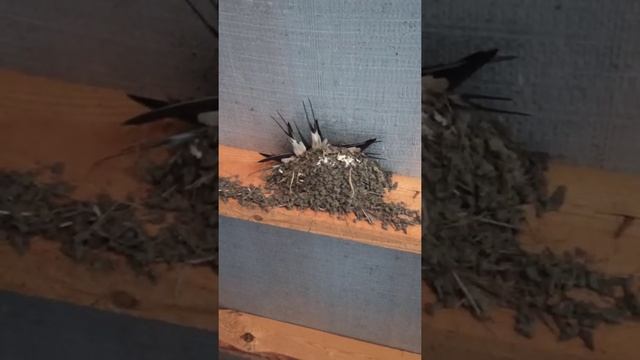 Ласточки замёрзли , прилетели все в одно гнездо к нашей паре. смотреть онлайн