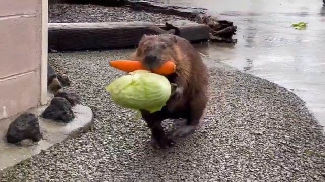 Здравствуйте я могу вам чем то помочь? смотреть онлайн