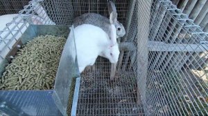 Кролики. Какую породу выбрать?