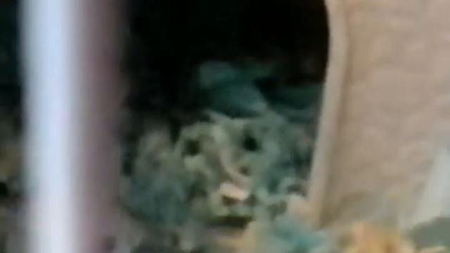 23.04.17. Соня рожает!!!!!! смотреть онлайн