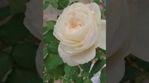 빵주네장미 princess astrid de belgique (프린세스 아스트리드 벨지크)