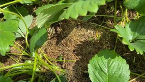 Летний уход за клубникой для будущего урожая. Выбираем правильные саженцы