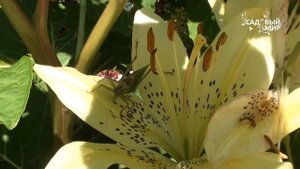 Кузнечик или саранча? Как отличить? Сайт "Садовый мир"