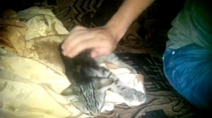 Саша, вставай