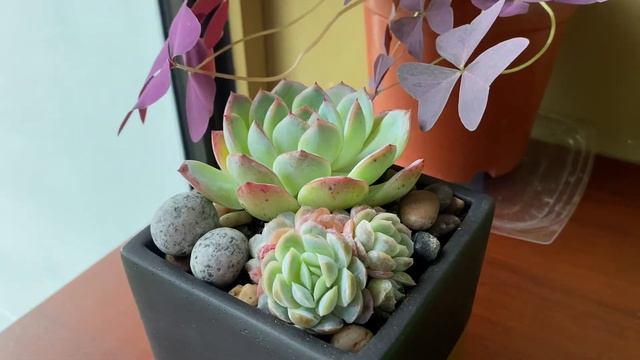 How to care for succelents | Echeveria Parva | Succulent смотреть онлайн