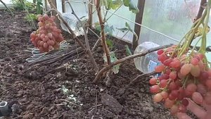 Виноград в Ленинградской области Памяти Домбковской, Кишмиш Велес