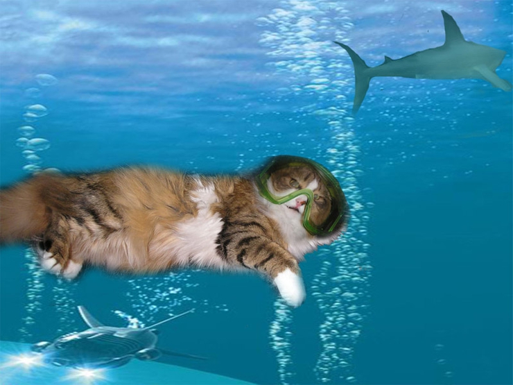 С песней веселее было плыть по скучной. Коты плавают. Кот водолаз. Котята водолазы. Котики ныряют.
