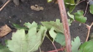 Созревание лозы г.ф. Каталония  в тоннельном укрытии