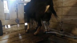 Доильный аппарат Доюшка